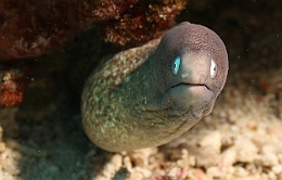 Sipadan_2015_Murene a oeil blanc_Gymnothorax thyrsoideus_IMG_3115_rc